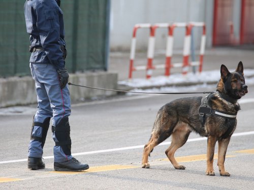 Maitre chien pour surveillance entrepot Paris
